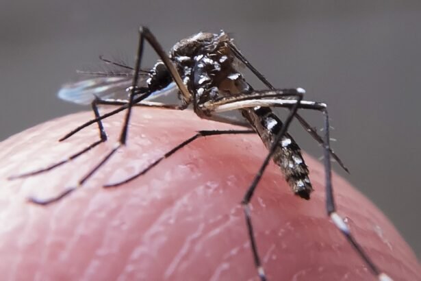 Aedes aegypti, o mosquito transmissor da dengue — Foto: Rafael Neddermeyer / Fotos Públicas