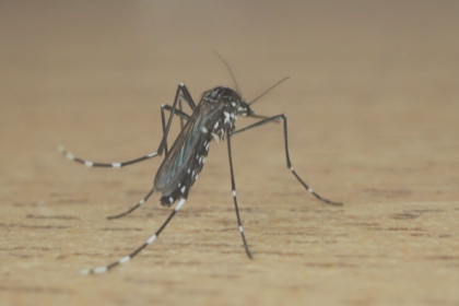 Porto Alegre tem primeira morte por dengue no ano; RS soma 42 vítimas