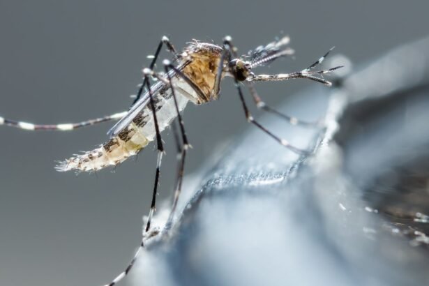 Brasil ultrapassa 3 milhões de casos prováveis de dengue