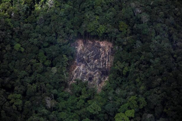 Desmatamento na amazônia cai 42% no 1º trimestre de 2024 - 05/04/2024 - Ambiente
