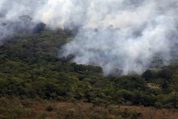 Ibama cria plataforma para acompanhar recuperação ambiental