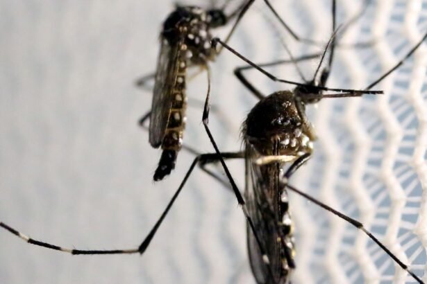 Quase 4 bilhões de pessoas correm risco de infecção pelo Aedes